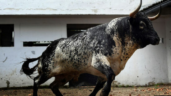 «Tapaboca» reconocido como el toro más bravo de la Aste Nagusia