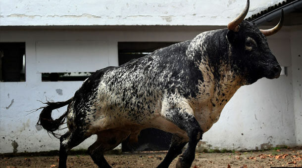 «Tapaboca» reconocido como el toro más bravo de la Aste Nagusia