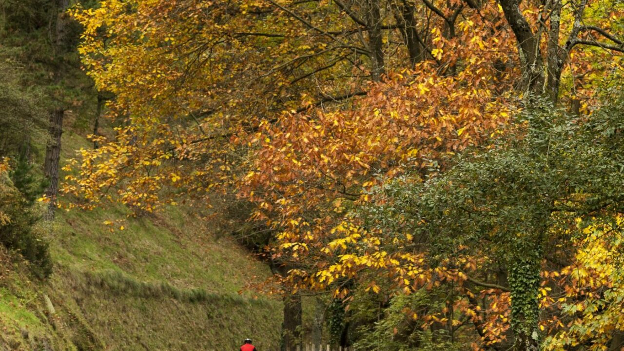 Bizkaia destinará más de 5 millones de euros a mejorar y proteger sus bosques en 2026