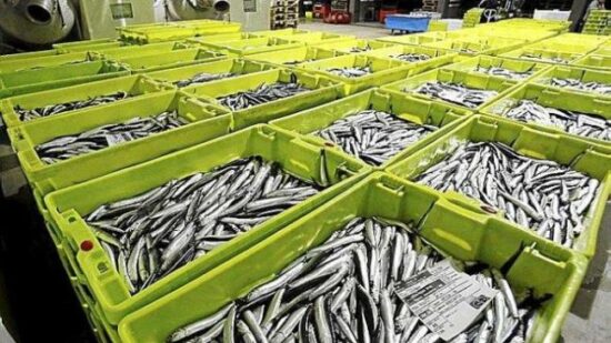 Más de 3 millones de kilos de anchoa y 7,4 millones de verdel