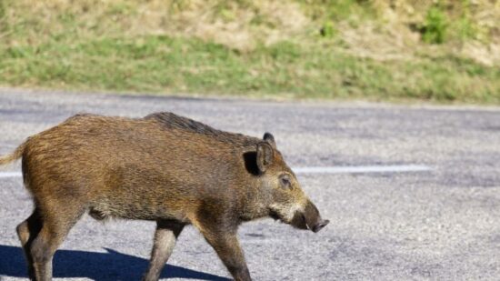 El jabalí, el animal que más accidentes provoca en la carretera