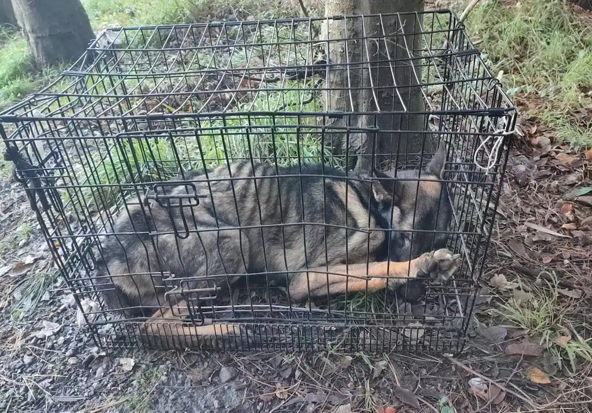 Muere un perro abandonado en una jaula en Bilbao | Radio Nervión