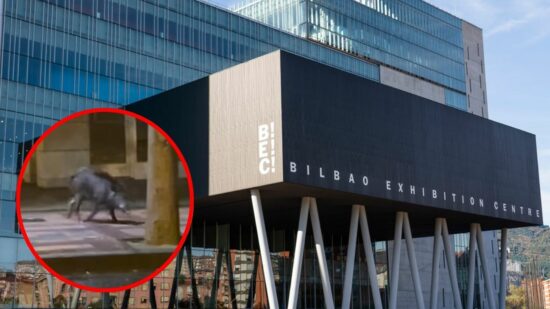 Un jabalí sorprende en el entorno de BEC en Barakaldo : «Menudo susto me he llevado»