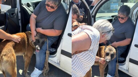 Final feliz: localizan a la dueña del perro perdido en la ITV de Ontón