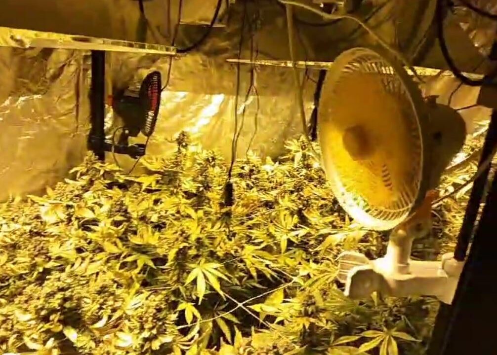 Desmantelan una plantación de marihuana en una lonja de Santutxu tras la alerta de un vecino