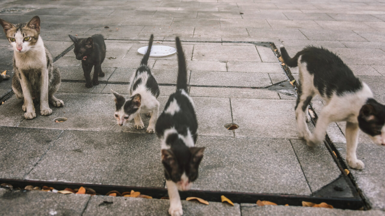 PACMA denuncia el envenenamiento de más de 30 gatos en Bilbao y pide una investigación