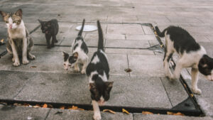 Gatos callejeros