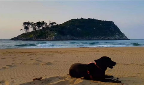 Triste final para Senda, el perro desaparecido en Lekeitio