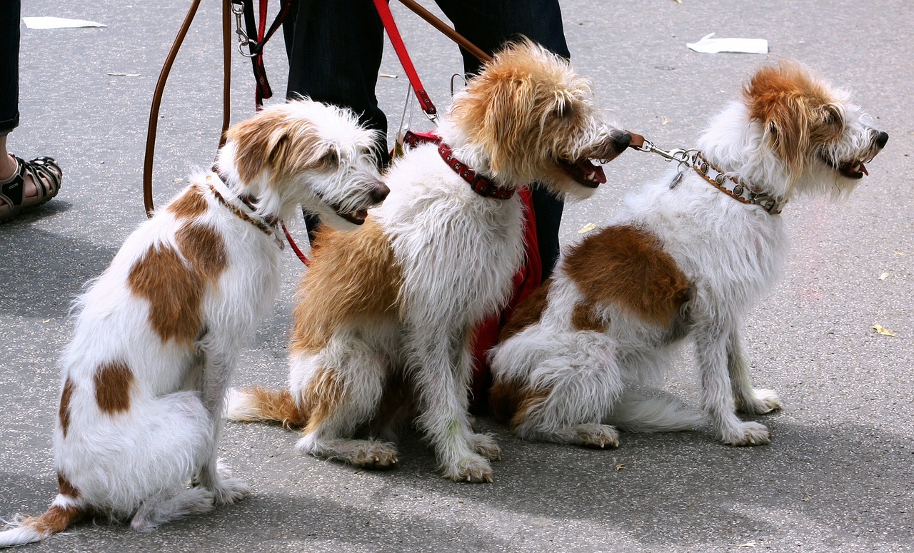 Abadiño recuerda que hay que recoger las heces de los perros de la vía pública