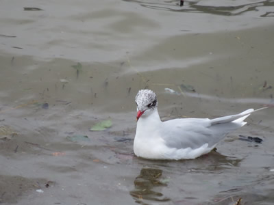 Nueva visita al Abra de Getxo para observar las aves