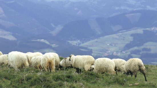 Euskadi toma medidas contra la lengua azul