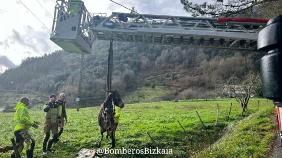 Los bomberos rescatan a un burro atrapado en el río en Gizaburuaga