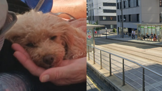 ENTREVISTA | «Llevaban el perro con una cuerda larga, sin bozal». Habla la dueña del perro atacado en Bilbao