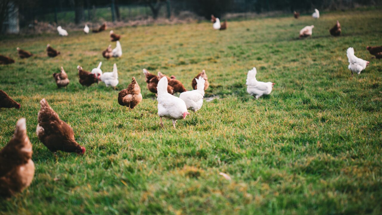 Bizkaia impone la inscripción obligatoria para gallinas: multas de hasta 3.000 euros