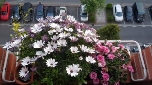 Radio Nervión a mis plantas