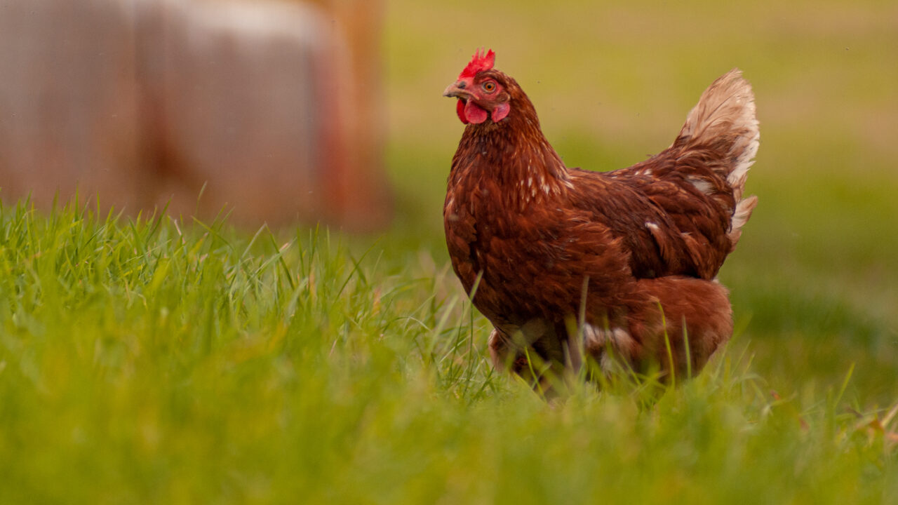 Cómo registrar tus gallinas en Bizkaia: el paso a paso para evitar sanciones