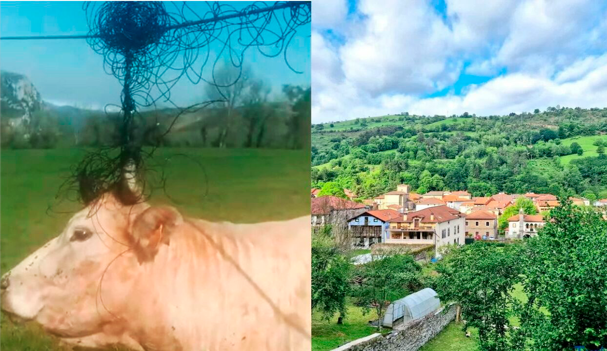 El pueblo de Bizkaia que lleva desde el lunes sin internet por un incidente con una vaca