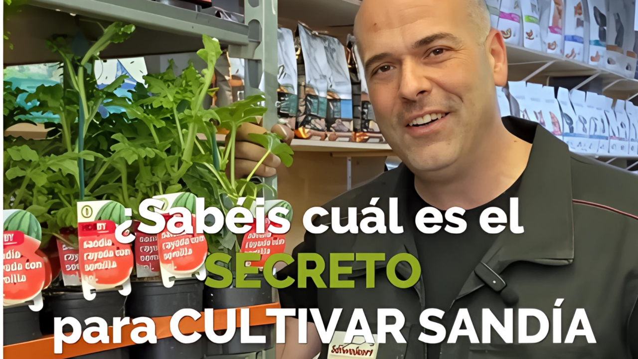 El truco definitivo para conseguir cultivar sandía y melón en Euskadi