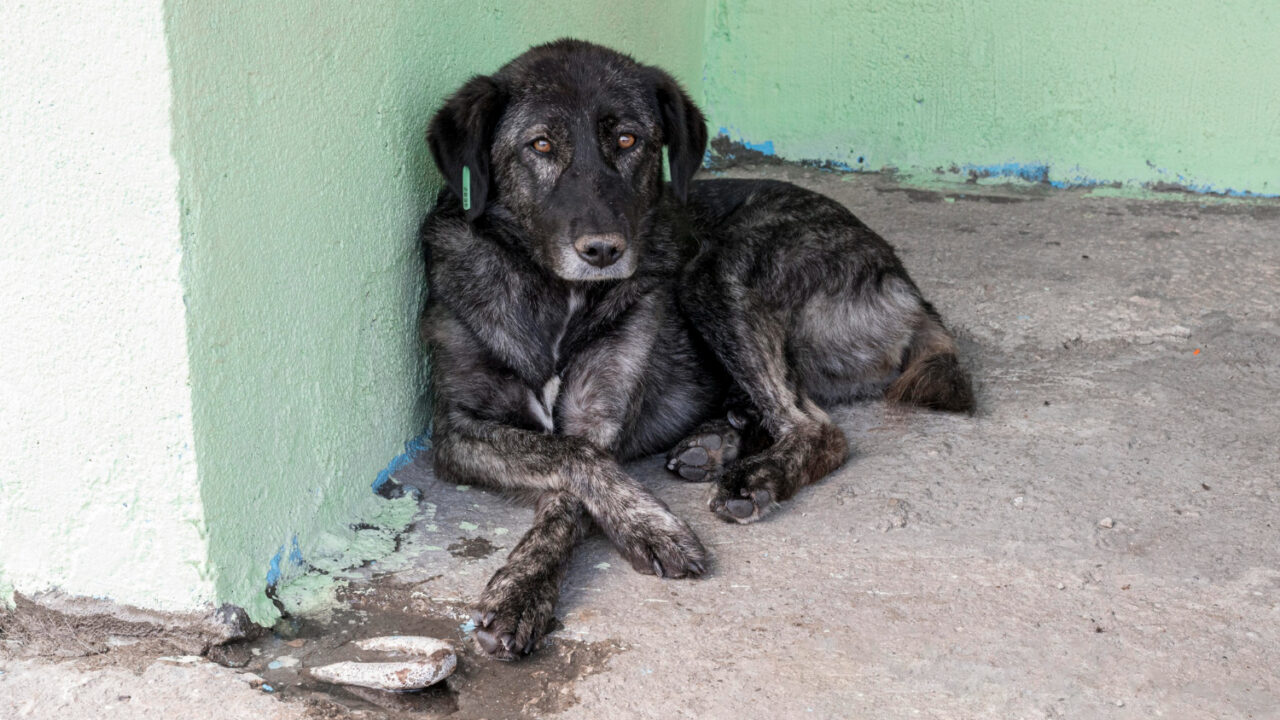 Abandonar animales tiene castigo: Ortuella propone una multa de 6.010 euros a un vecino de Vitoria por dejar a su perro en el municipio