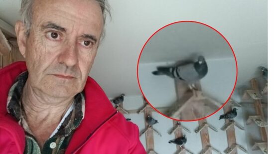 La increíble historia de Javi: tiene 100 palomas mensajeras