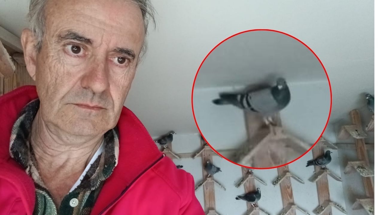 La increíble historia de Javi: tiene 100 palomas mensajeras