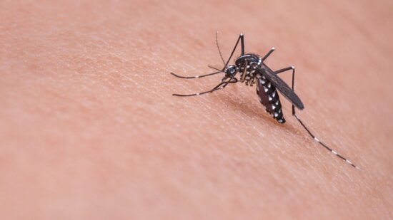 Pican, pican los mosquitos… y esta vez sin disimulo