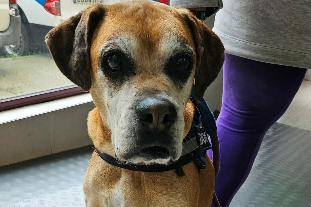 Piden ayuda para Noa, una perrita de 12 años que puede seguir dando muchas alegrías