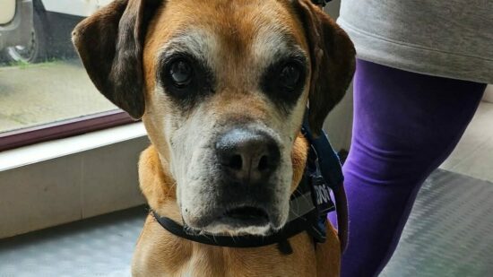 Piden ayuda para Noa, una perrita de 12 años que puede seguir dando muchas alegrías