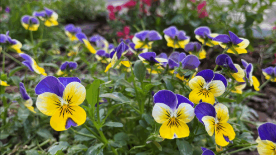 Galdakao regala flores de invierno este lunes