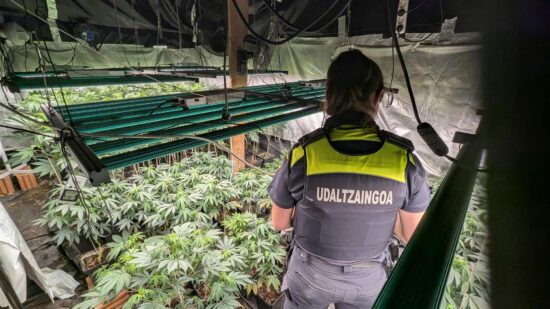Descubren casi 2000 esquejes de marihuana en un caserío de Mungialdea: hay dos detenidos