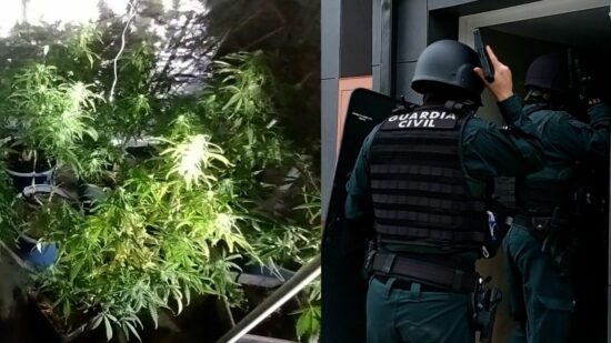 La Guardia Civil desmantela dos plantaciones de marihuana en Las Merindades