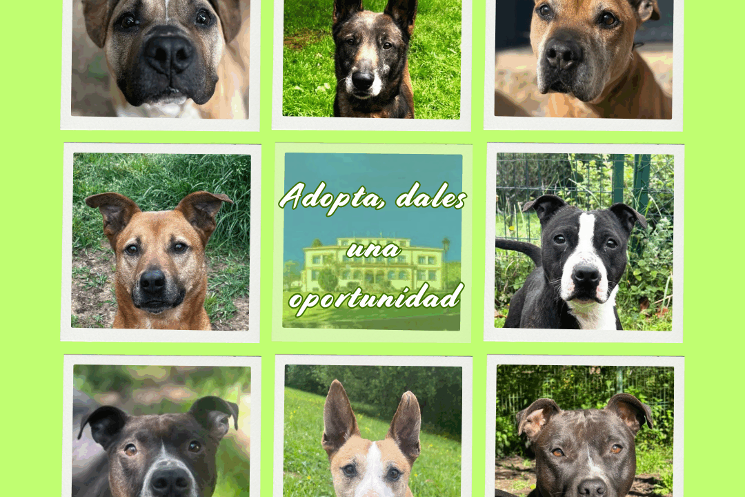 ¿Buscas un perro?: puedes adoptar a Chaparra, Clody o Nuez