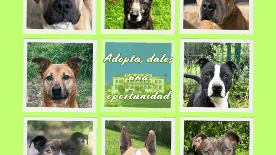 ¿Buscas un perro?: puedes adoptar a Chaparra, Clody o Nuez