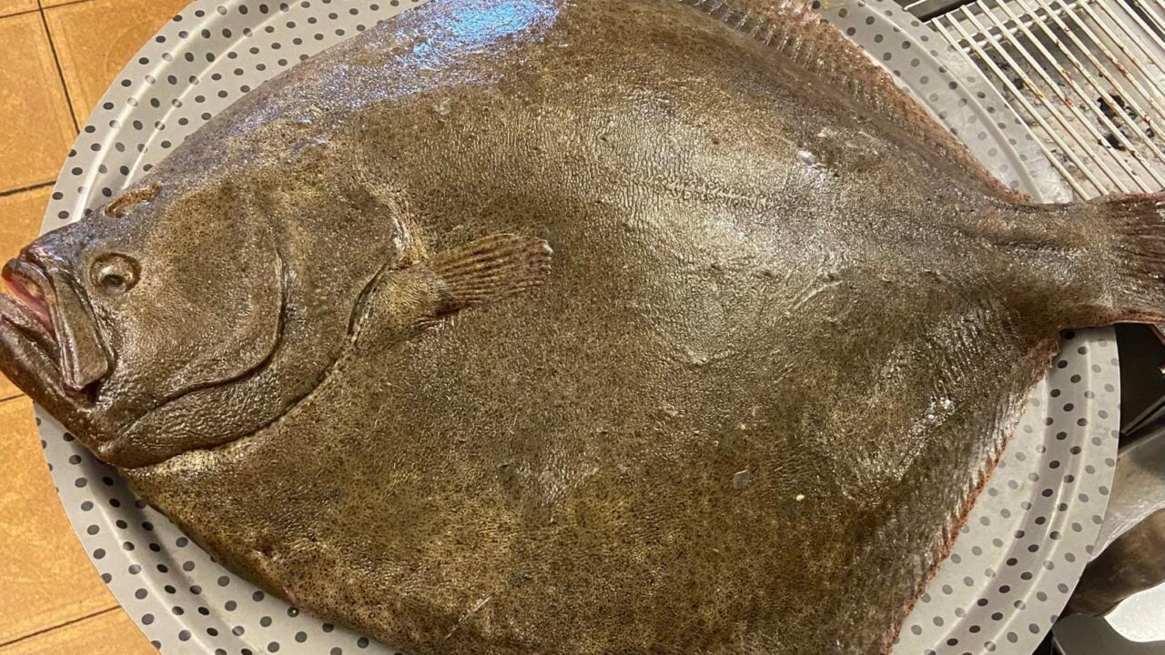 Un rodaballo de casi 8 kilos, sorprende en Bermeo