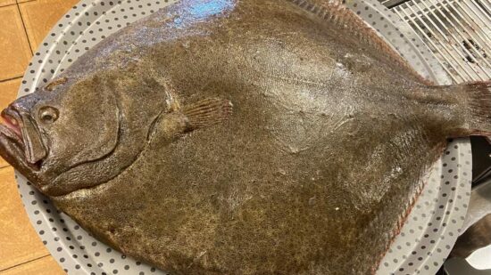 Un rodaballo de casi 8 kilos, sorprende en Bermeo