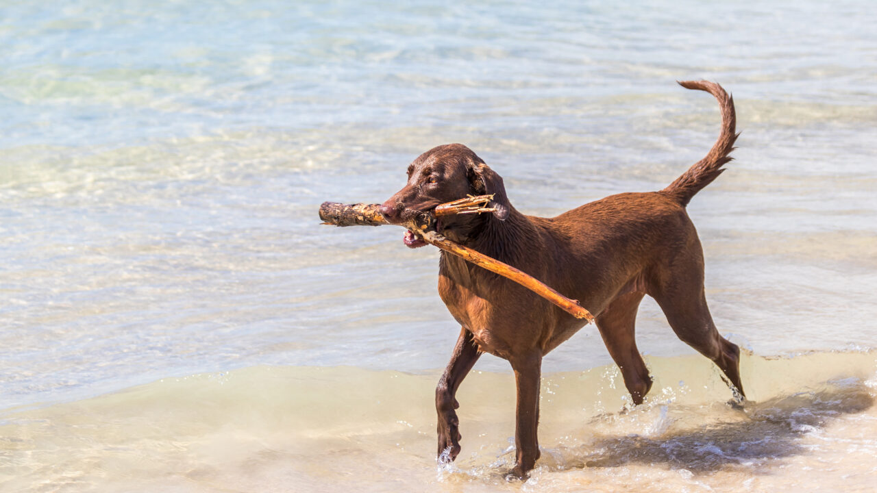Estas son las playas de Bizkaia donde tu perro puede chapotear este verano