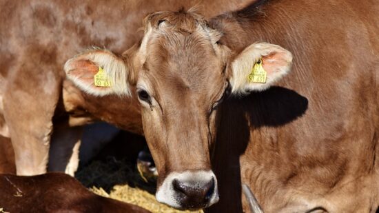 Ganaderos de Triano acusan a Galdames y la Diputación de Bizkaia de querer limitar el pastoreo tradicional