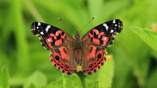 Getxo se llena de mariposas con talleres para peques y adultos