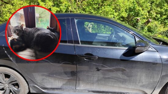 El alcalde de El Ribero denuncia amenazas, sabotajes y la desaparición de sus gatos
