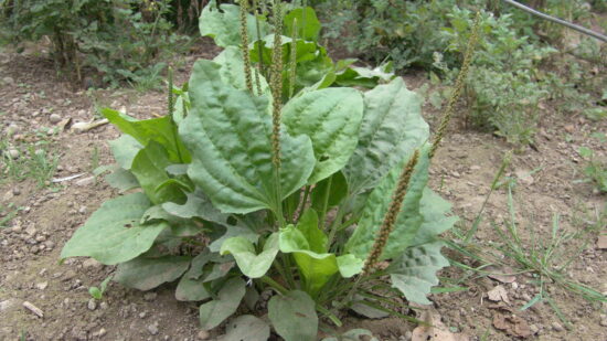 Esta planta común podría ser tu mejor defensa y alivio contra los mosquitos este verano