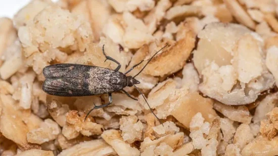 Invasión de polillas gigantes: cómo eliminarlas de cocinas y despensas