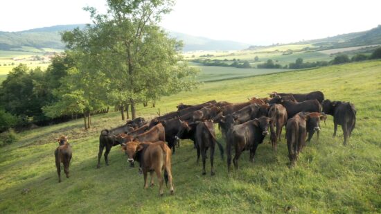 ¿Trabajas en el campo? Estas ayudas te pueden interesar