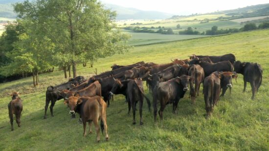 Ganaderos vascos ven «un logro» no llamar hamburguesa o filete a los productos veganos