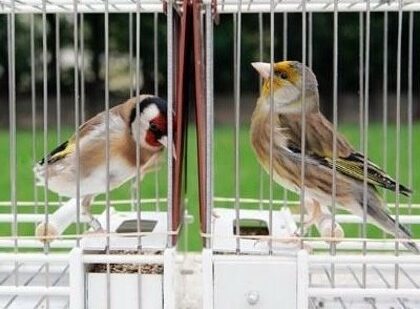 Gran Final del 30º Campeonato de Bizkaia de Pájaros Cantores en Bilbao