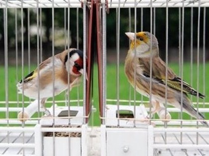 Gran Final del 30º Campeonato de Bizkaia de Pájaros Cantores en Bilbao