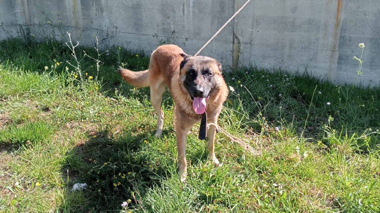 Aparece un perro perdido en la ITV de Ontón: buscan a su dueño