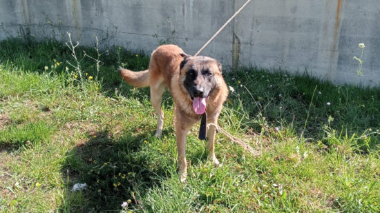 Aparece un perro perdido en la ITV de Ontón: buscan a su dueño