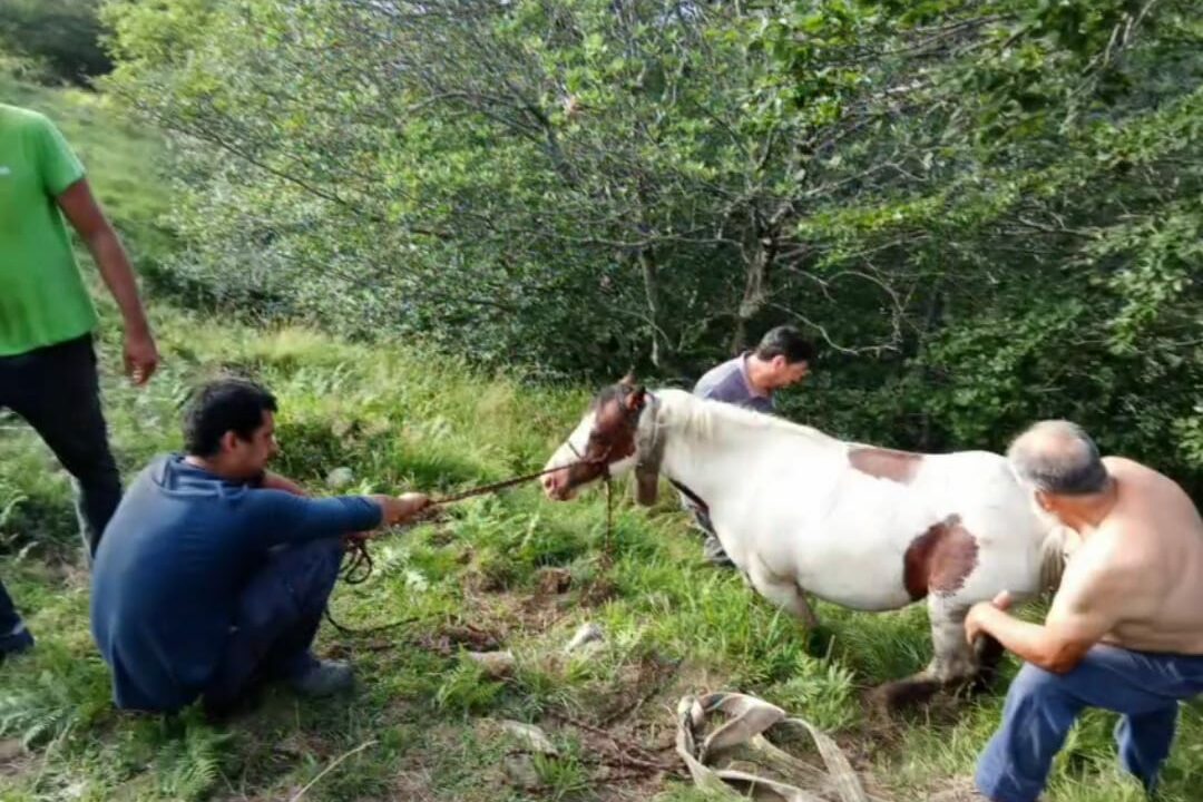 Ganaderos del Gorbea rescatan ‘in extremis’ a una yegua atrapada en una grieta