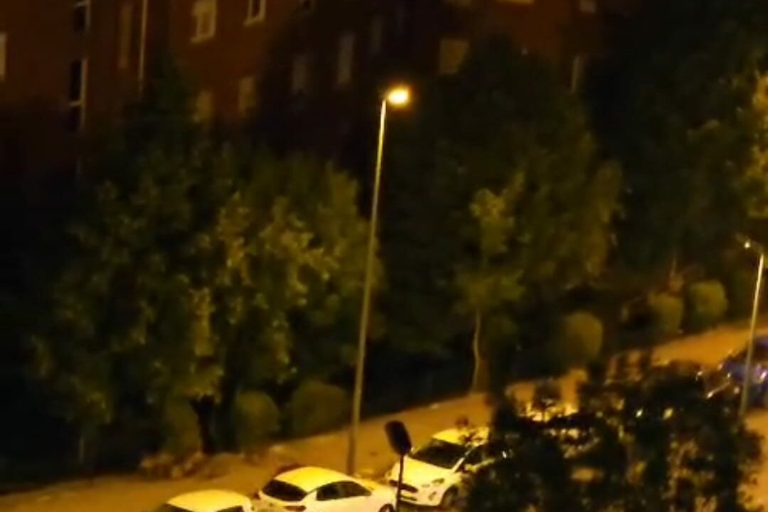 Una familia de jabalíes baja del monte a este barrio de Bilbao