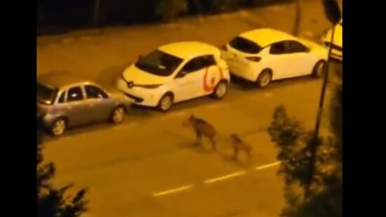 Una familia de jabalíes baja del monte a este barrio de Bilbao